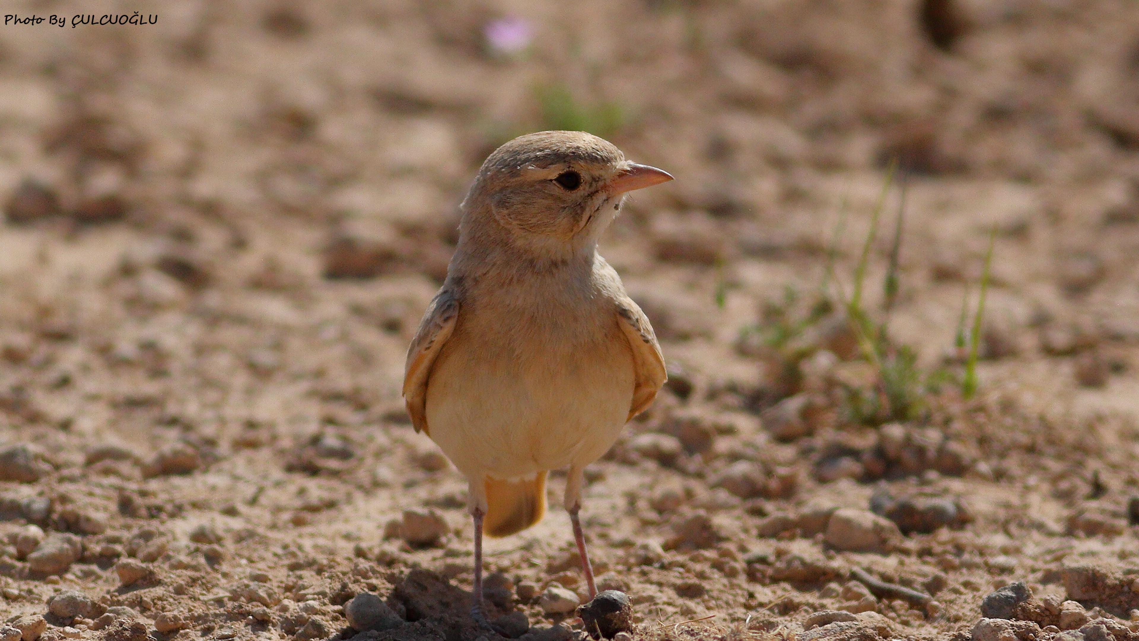 Bar-tailed Lark